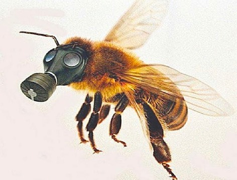 abeille-masque