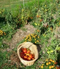 Baudens-tomates-8