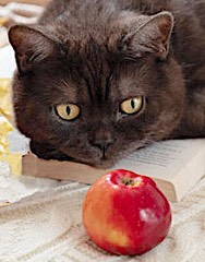 Chat-pomme