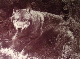 Des loups en Berry "La Nature Sauvage de François Merlet"