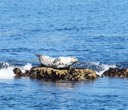 Monterey, un phoque se prélasse à quelques brasses des promeneurs.