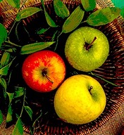 octobre-pommes-panier